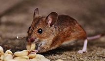 Find Exterminators in King George County